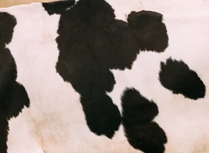 Identyfikacja krów na podstawie wzoru plam na sierści