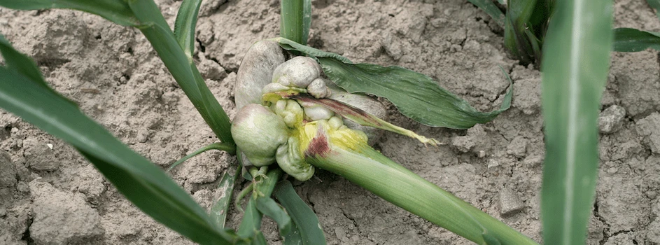 Głownia atakuje kukurydzę od siewu