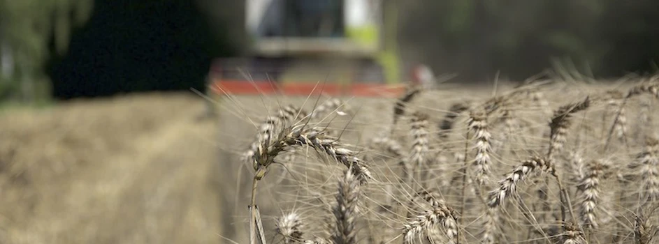 Rynek zbóż: deszcze poprawiły nastrój producentów
