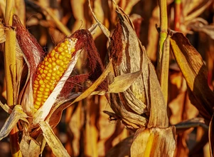Światowy rynek kukurydzy: jakie są prognozy zbiorów w sezonie 2022?