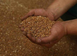 Ceny skupu zbóż – rynek może niebawem się ożywić