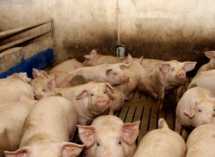 Jakie czynniki zmniejszają ryzyko agresji wśród świń w czasie upałów?