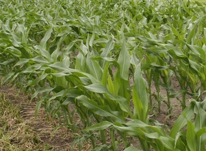 Kukurydza odwdzięczy się za głębszą uprawę