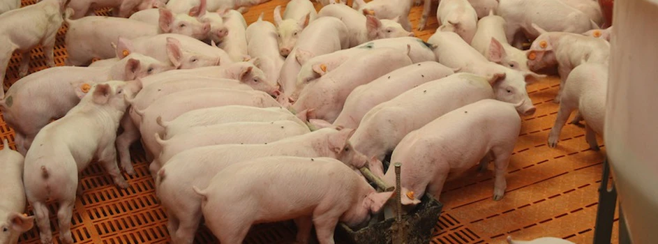 Rynek świń: czy jest szansa na podwyżki?