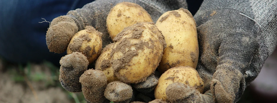 Ukraina: prognozy wysokich plonów ziemniaka