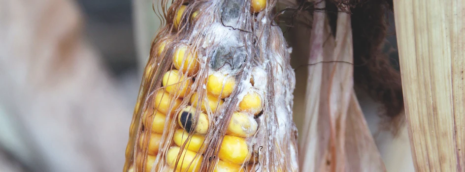 Niebezpieczne fuzariozy w kukurydzy