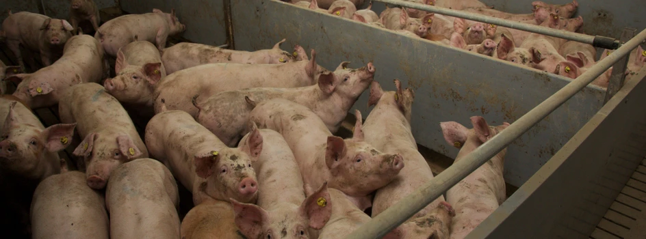 Ile odszkodowania można dostać za ubitą świnię?