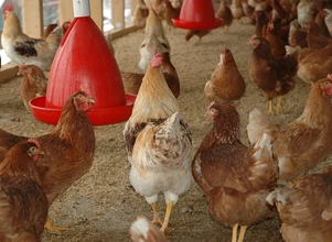 Czy polscy rolnicy dostaną odszkodowania za grypę ptaków?