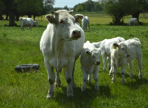 Ceny bydła – stabilizacja stawek za byki i jałówki, a krowy?