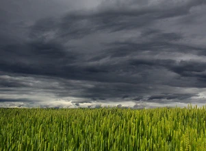 Prognoza pogody dla rolników 27 maja – 2 czerwca 2020
