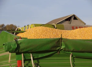 Rynek zbóż: słaby eksport, kukurydza jeszcze potanieje?