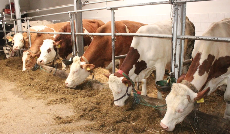 Rolnicy z Lubelszczyzny postawili na krowy rasy simental mleczny. Jakie są efekty?