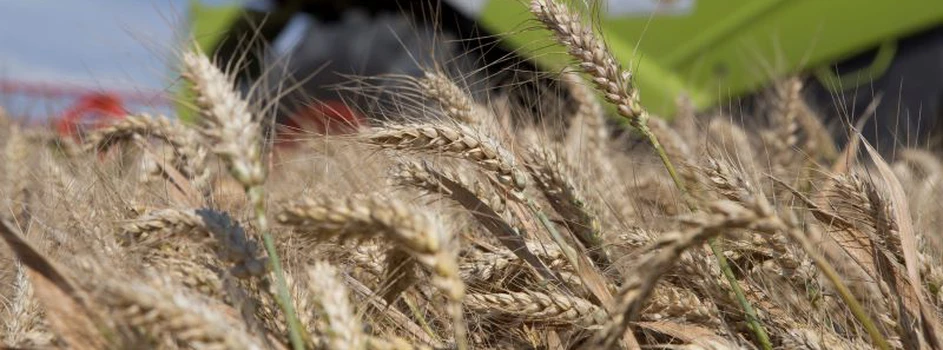 Raport USDA: Spadną zbiory pszenicy w sezonie 2022/23, co dramatycznie odbije się na zapasach