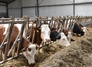 Dlaczego białko chronione nie zawsze poprawia mleczność krów?