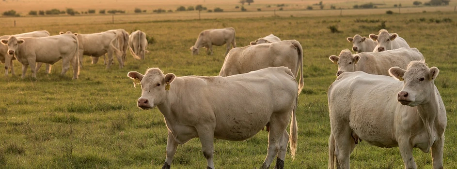 Ceny bydła – kolejne podwyżki?