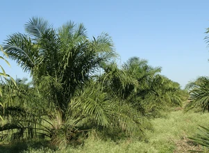 Olej z odpadów przemysłowych i rolniczych alternatywą dla oleju palmowego?