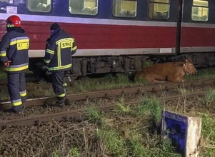 6 krów zginęło pod kołami pociągu