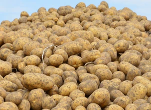 Jak ograniczyć straty w przechowywaniu ziemniaków?