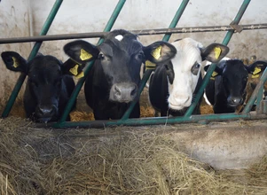 Ceny bydła – stawki już nie wzrosną?