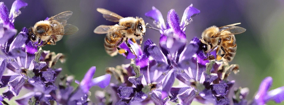ŚOR niebezpieczne dla pszczół: czy to stwierdzenie jest oparte na faktach?