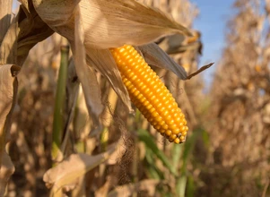 Rynek zbóż: ceny dalej rosną, liderem kukurydza