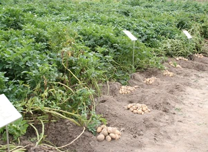 Trzy nowe odmiany ziemniaka w Krajowym rejestrze