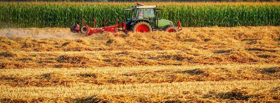 Stare odmiany zbóż pasują do systemu upraw ekologicznych