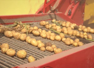 GUS szacuje niższe zbiory ziemniaka