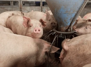 Nowe formy pomocy dla hodowców świń