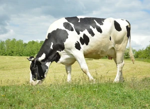Przeciwciała krów – w walce z koronawirusem