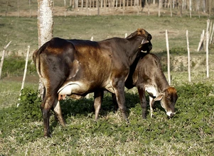 Europejskie sieci handlowe bojkotują brazylijską wołowinę