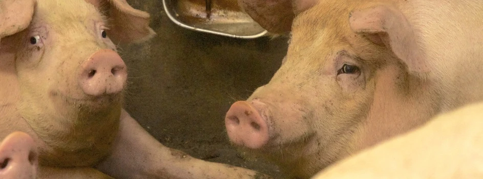 Stres cieplny u świń - jakie są objawy?