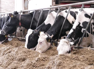 Pasze treściwe w żywieniu krów mlecznych - co warto o nich wiedzieć?