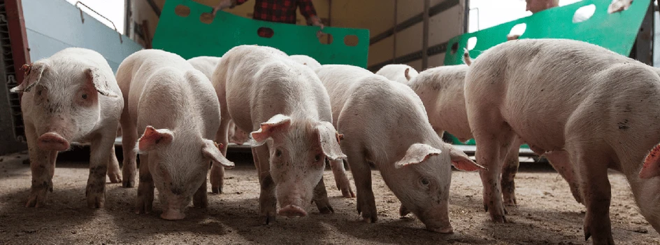 Marazm na rynku świń – ceny znowu spadają