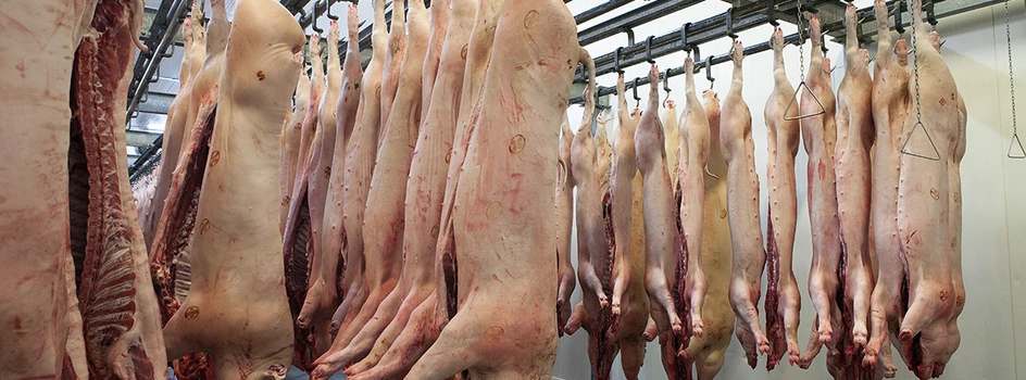 Skup świń: Na rynku coraz lepiej