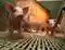 Niemcy: pogłowie świń spada, dostawy również