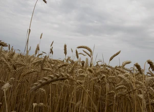 Startują żniwa: ceny pszenicy lekko do góry