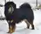 Pies do gospodarstwa - mastif tybetański