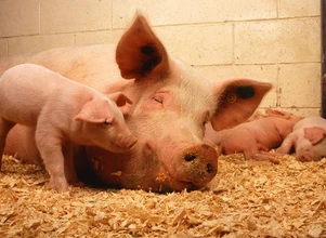 Każdego dnia w Polsce likwidowanych jest 250 stad świń! Dlaczego?