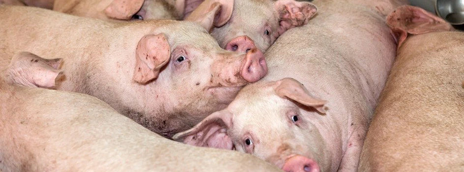 Ceny świń: koniec paraliżu w skupach