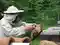 Szczegóły nowej pomocy dla pszczelarzy
