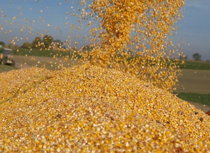 Rynek zbóż: giełdowe obniżki cen, a u nas w górę