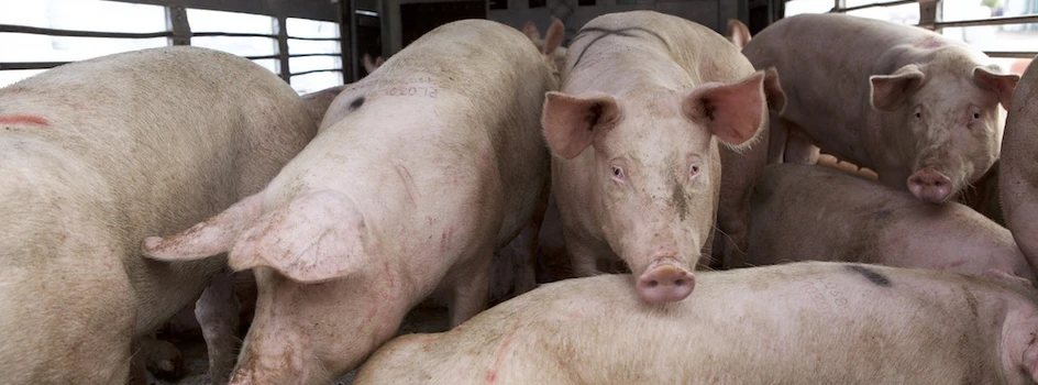 ASF i Bioasekuracja – pogłowie świń spadnie o 1,5 mln sztuk!
