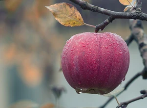 Stracony sezon dla producentów jabłek