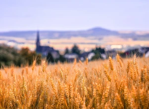 Producenci zbóż obawiają się skutków wprowadzenia Europejskiego Zielonego Ładu