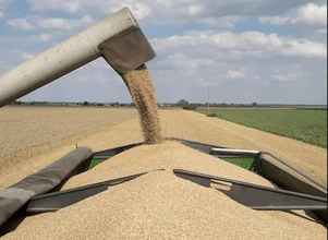 Będą duże spadki produkcji zbóż. Jesteśmy skazani na import?
