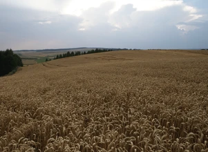 Optymistyczne prognozy ukraińskich zbiorów zbóż w 2021 r.