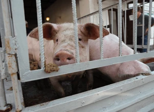 POLPIG: 80% hodowców świń ze stref ASF nie jest przygotowanych do zmian w obrocie żywcem