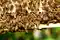 Biotechnologia na ratunek pszczołom