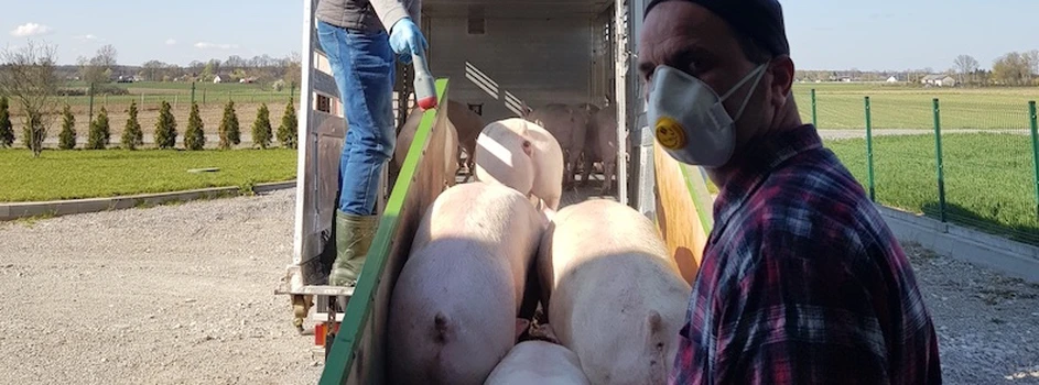 Mało czasu na wniosek o pomoc dla producentów świń ze stref ASF